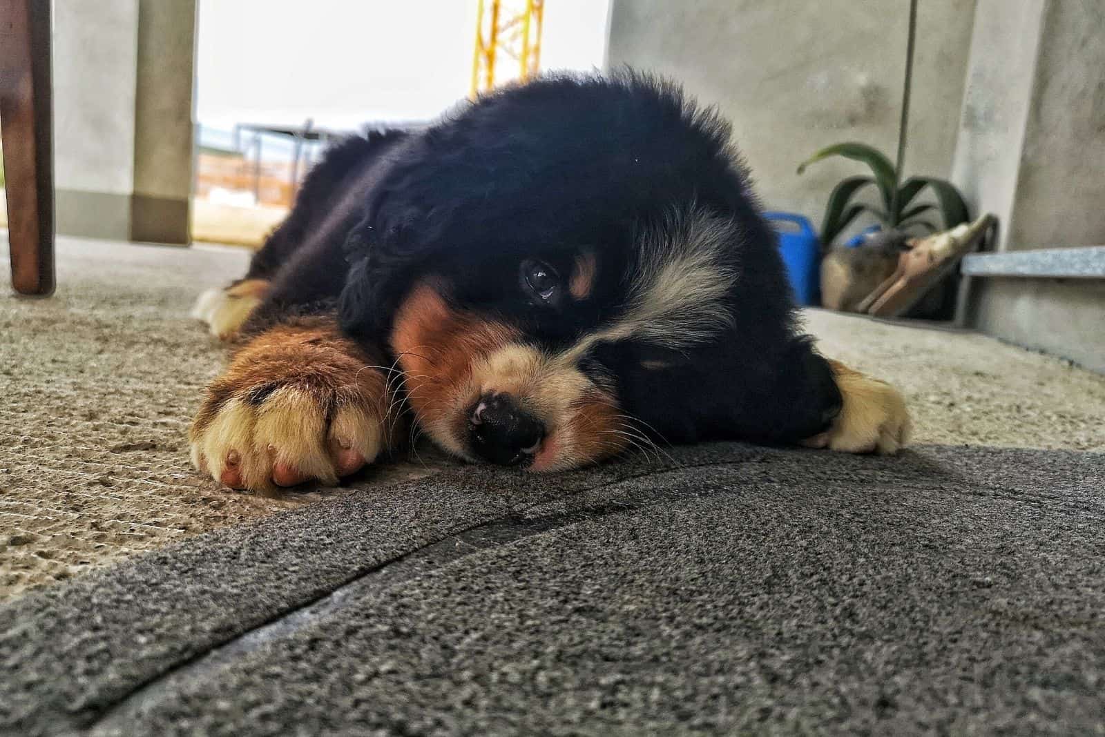 tired bernese mountain dog lying down on the carpet indoors