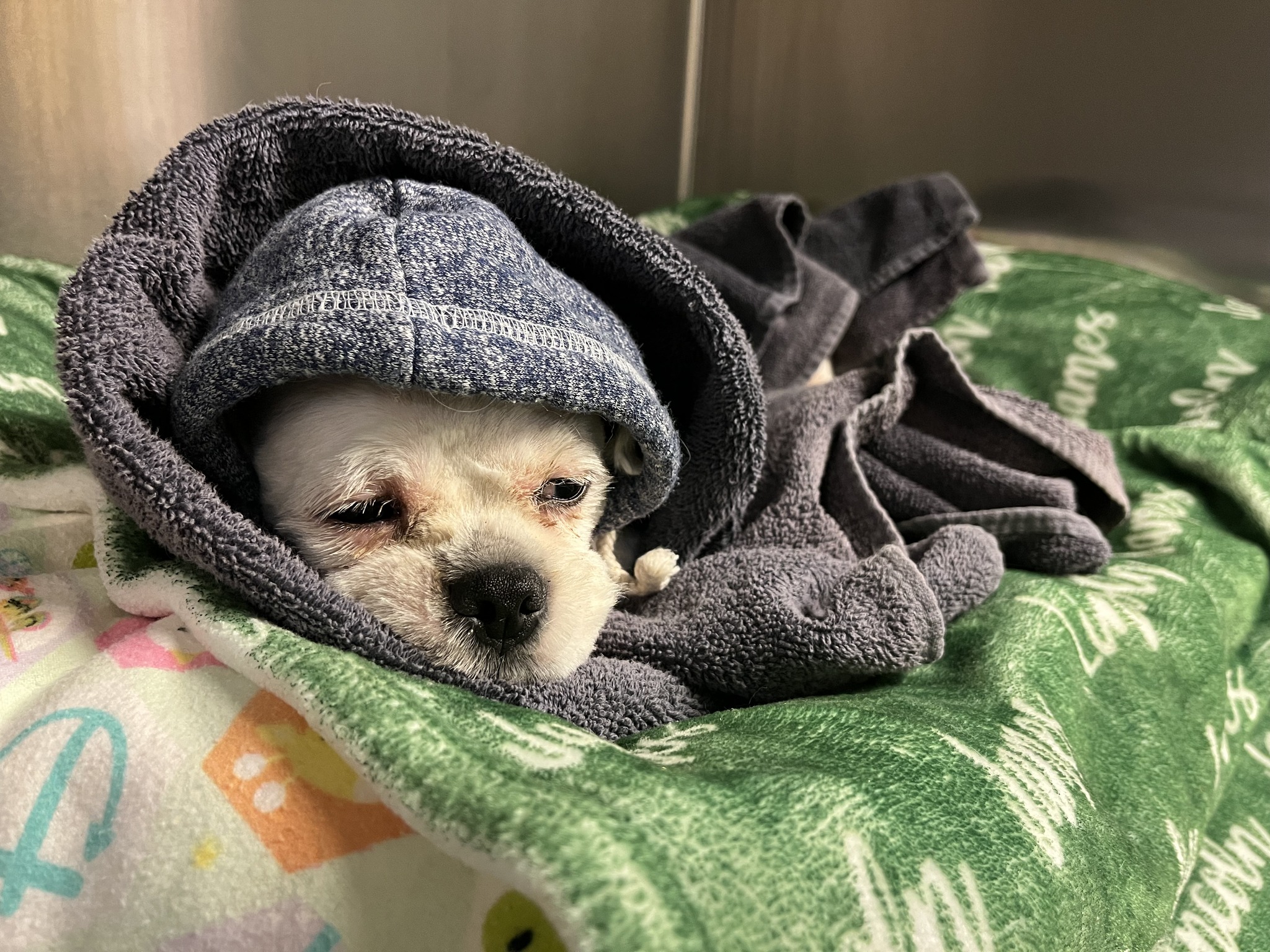 tired dog laying in clothes