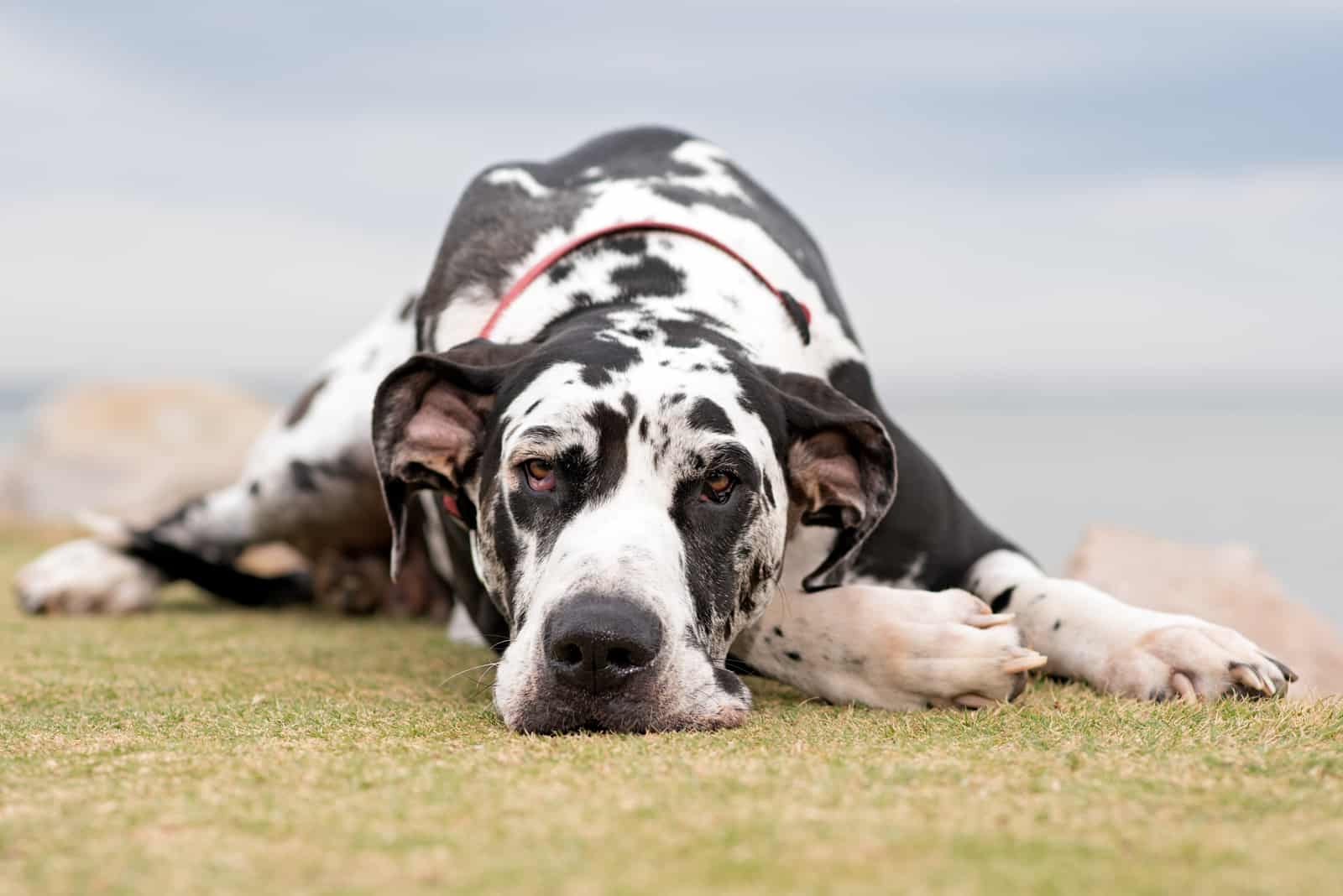 tired Great Dane lying outside