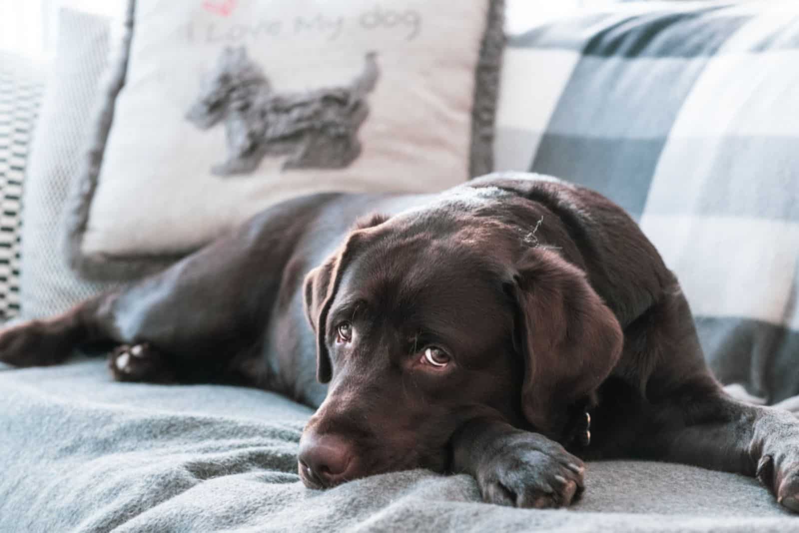 Tired labrador on the couch with statement pillow