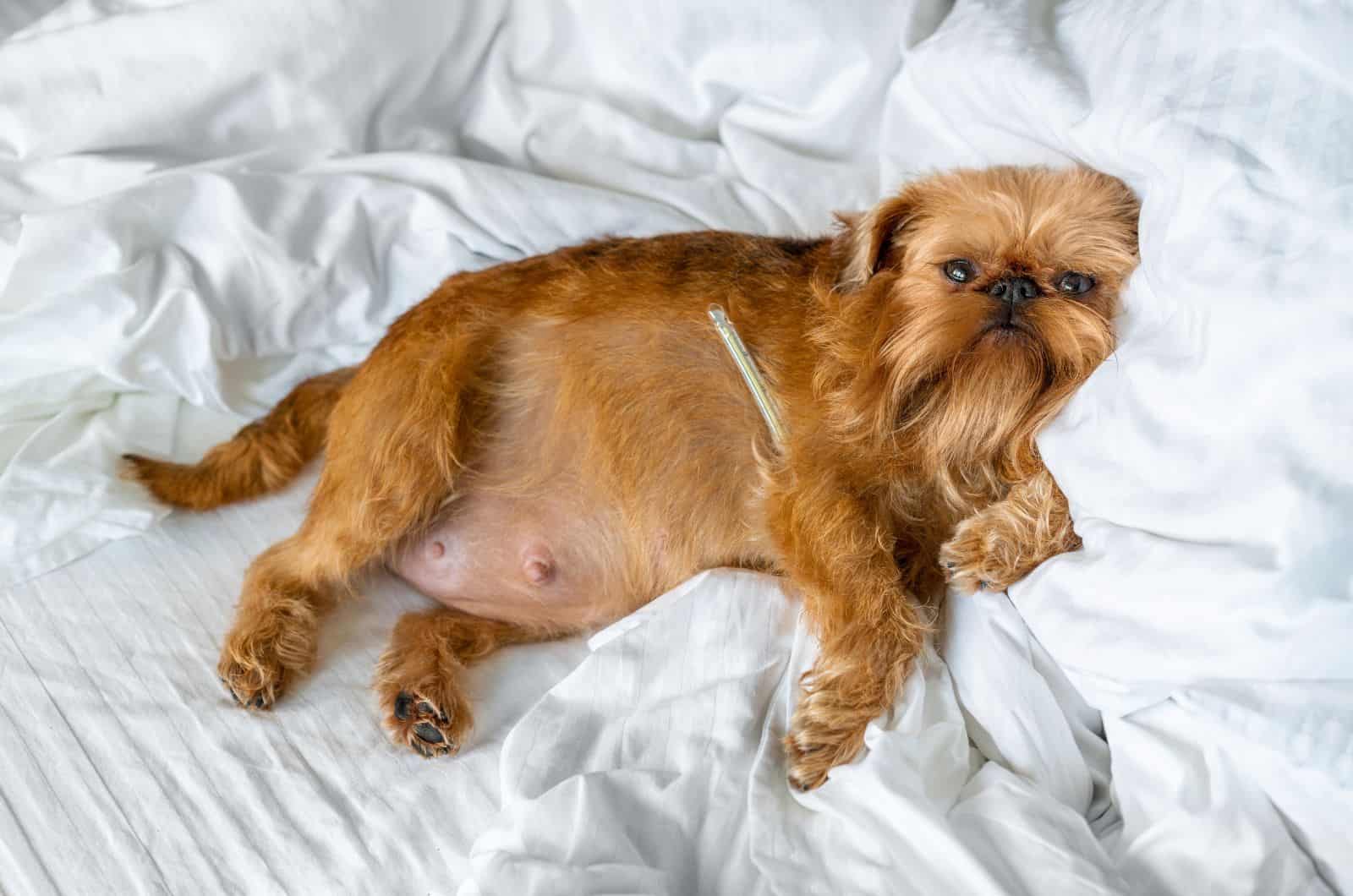 tired puppy lying on bed