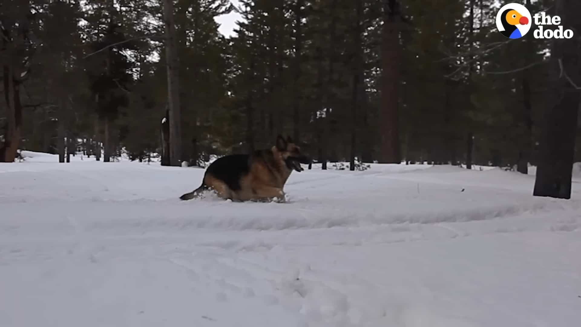 tony running through snow