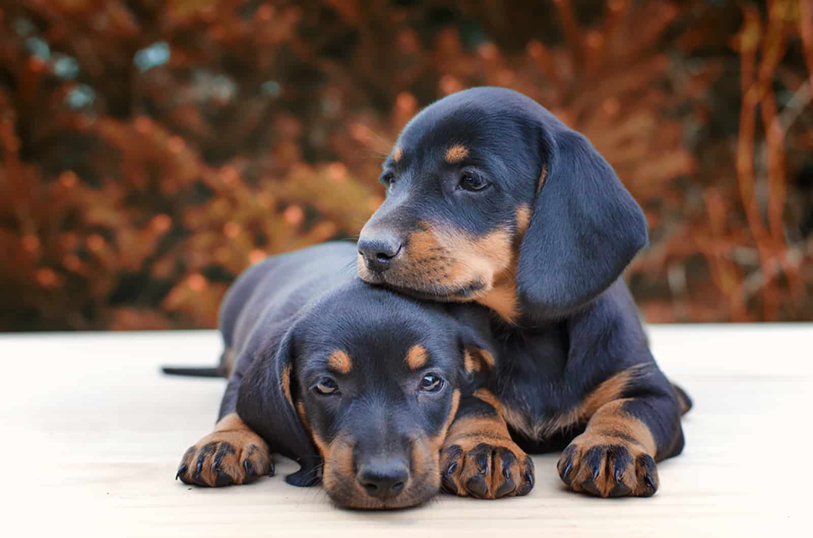 Top 10 Dachshund Breeders In North Carolina You Will Love