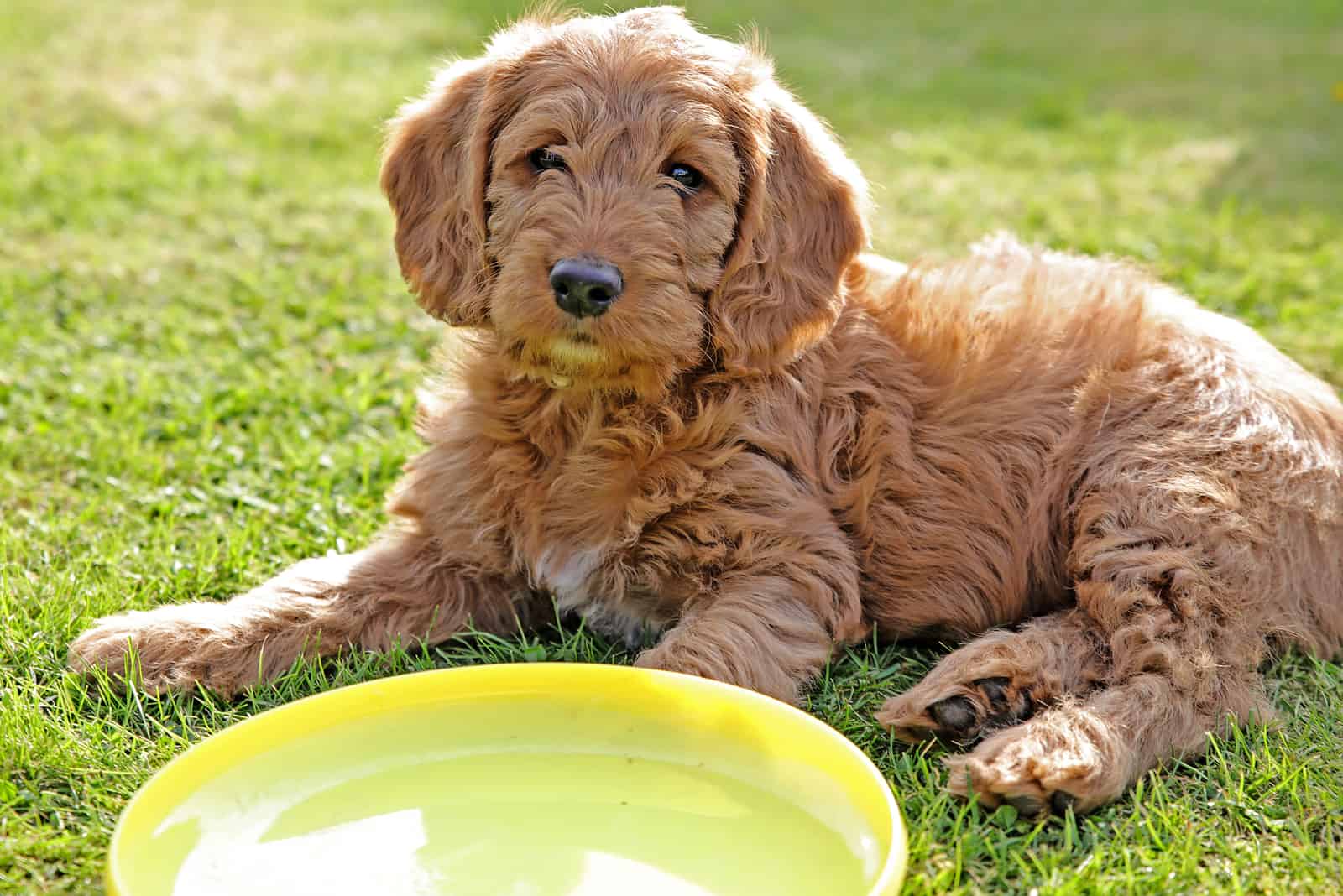 Top 10 Most Responsible Labradoodle Breeders In Ontario