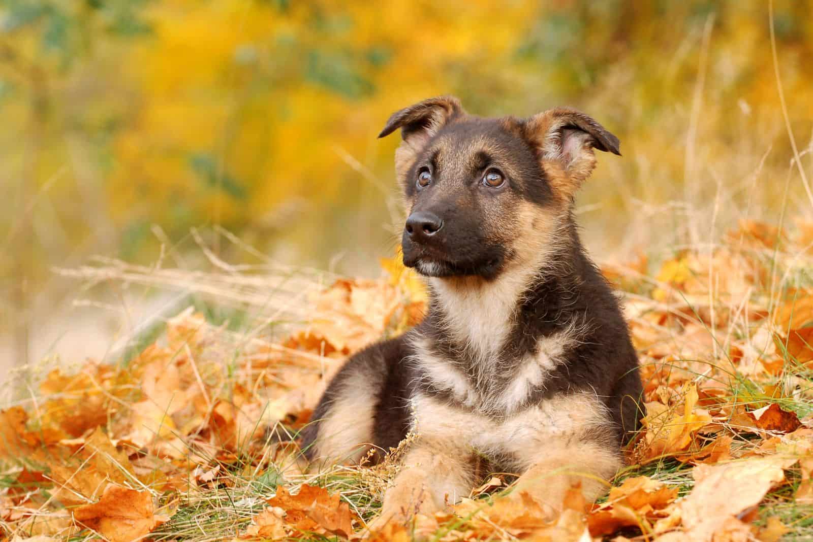 Top 11 German Shepherd Breeders in Oregon: Find A GSD Puppy