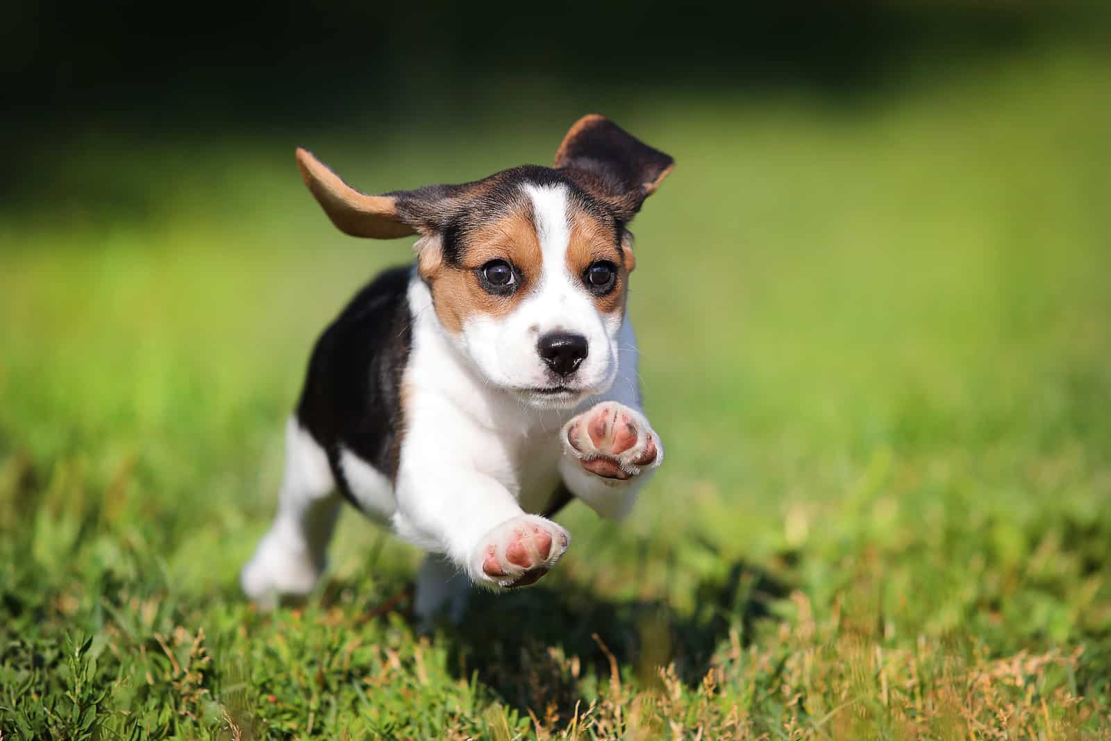 Top 12 Beagle Breeders In California + More!