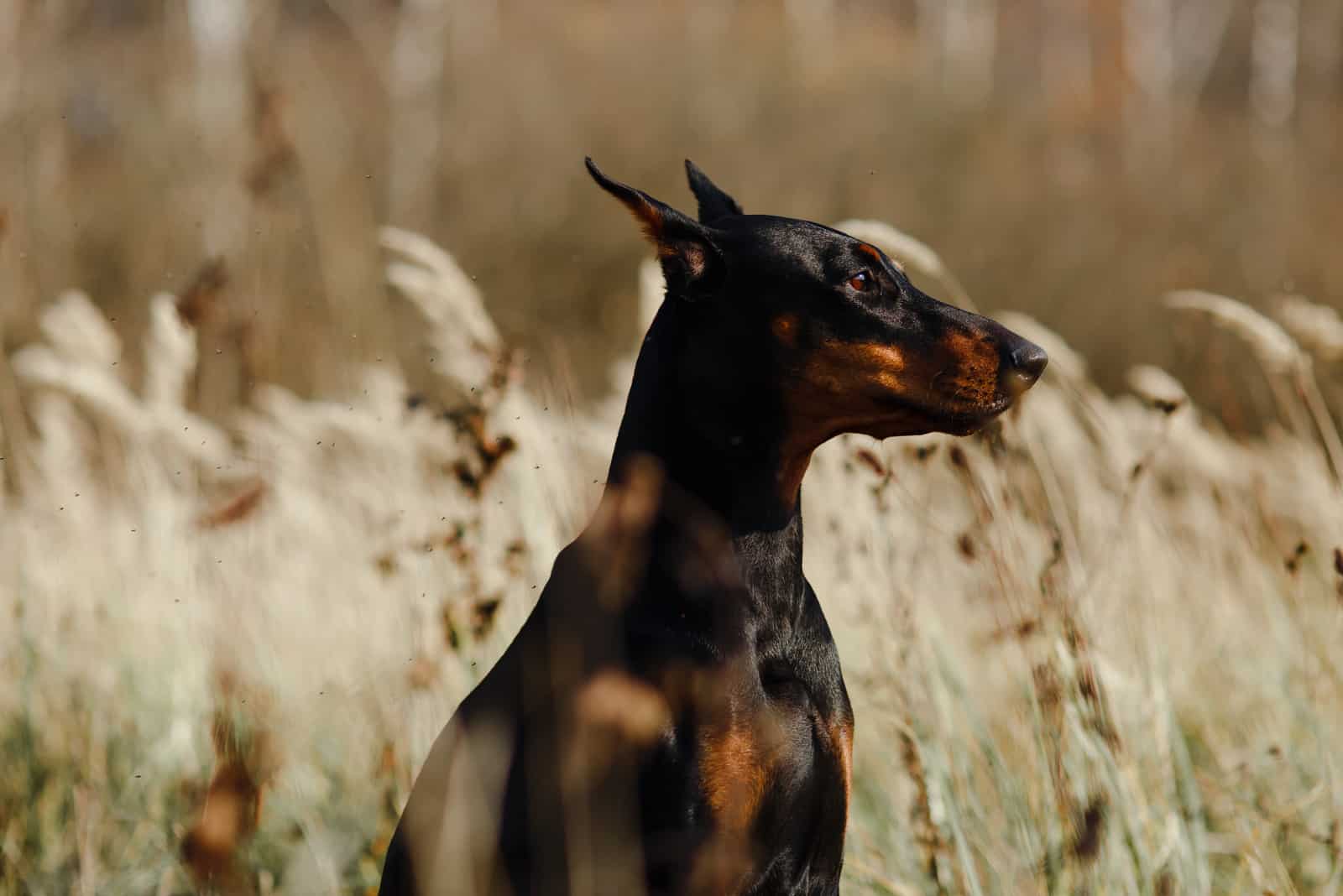 Top 15 Doberman Breeders In North Carolina