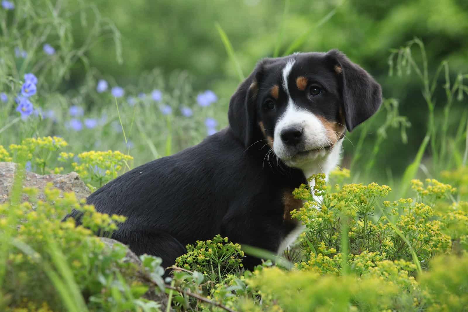 Top 4 Greater Swiss Mountain Dog Breeders In The U.S.