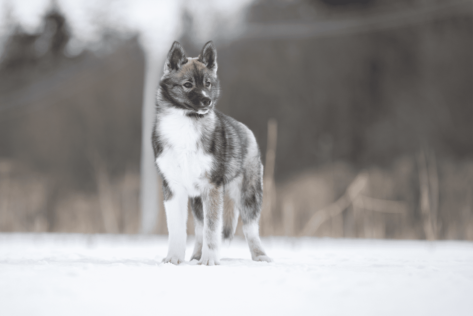 Top 5 Agouti Husky Breeders In U.S.