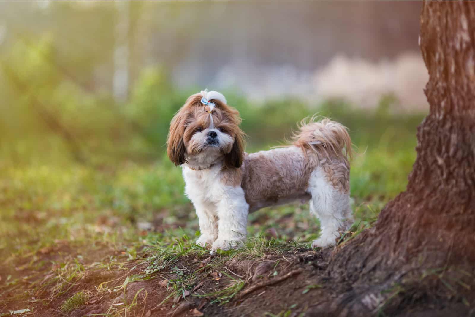 Top 5 Award-Winning Shih Tzu Breeders In Ontario