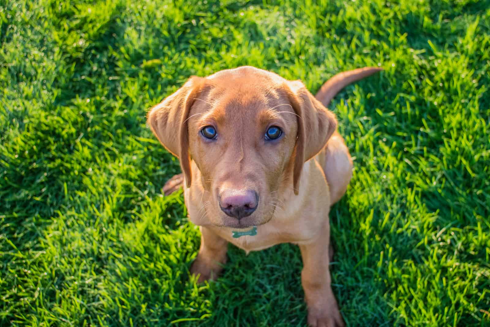 Top 5 Best Fox Red Labrador Breeders In The U.S.