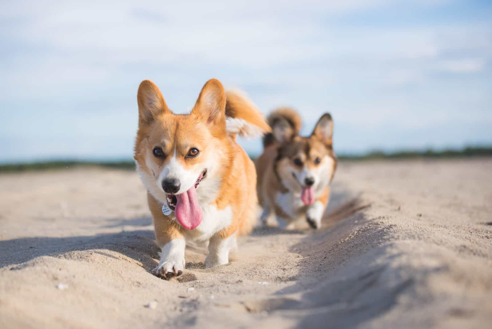 Top 5 Corgi Breeders In North Carolina