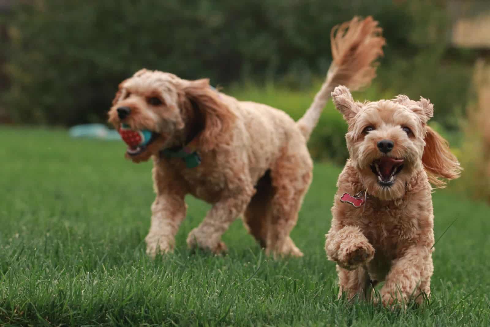 Goldendoodle Breeders In New Jersey: 5 Best Choices