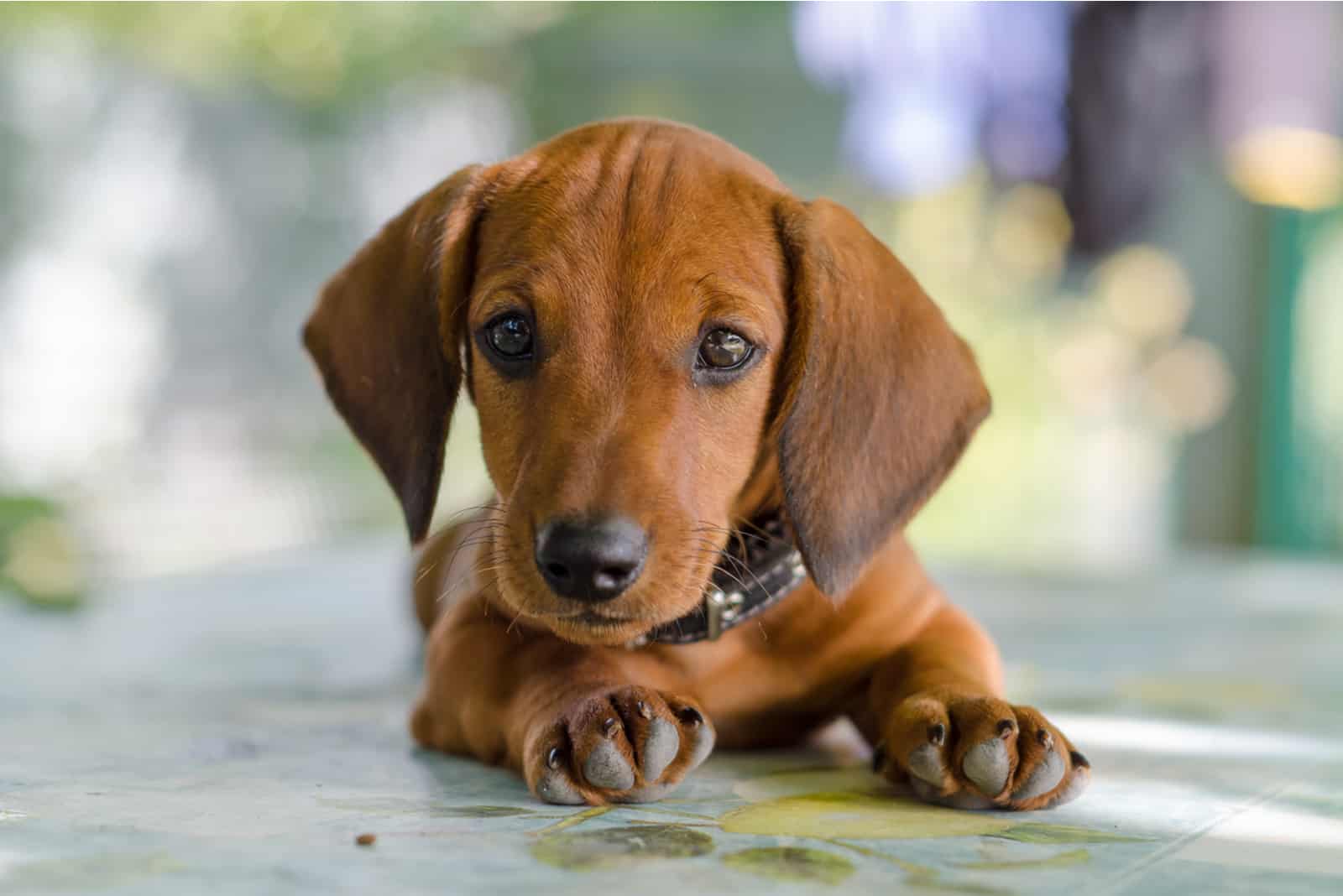 Top 5 Reliable Dachshund Breeders In Massachusetts