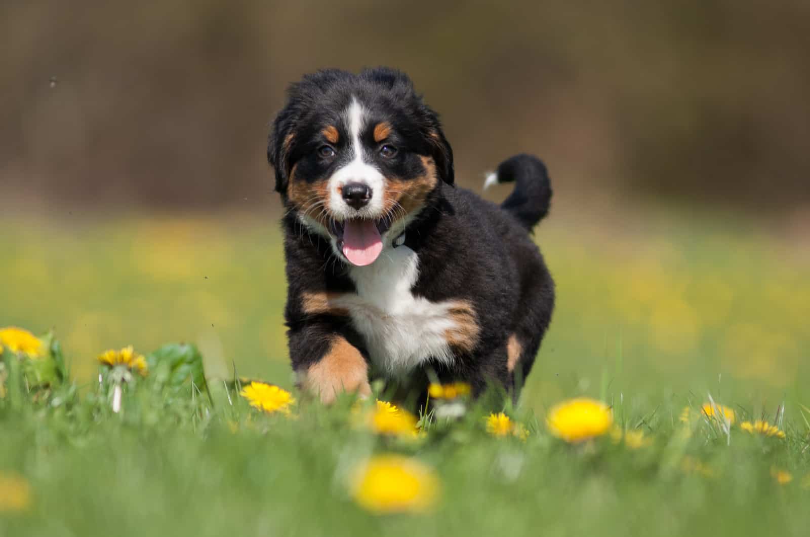 Top 6 Amazing Bernese Mountain Dog Breeders In Colorado