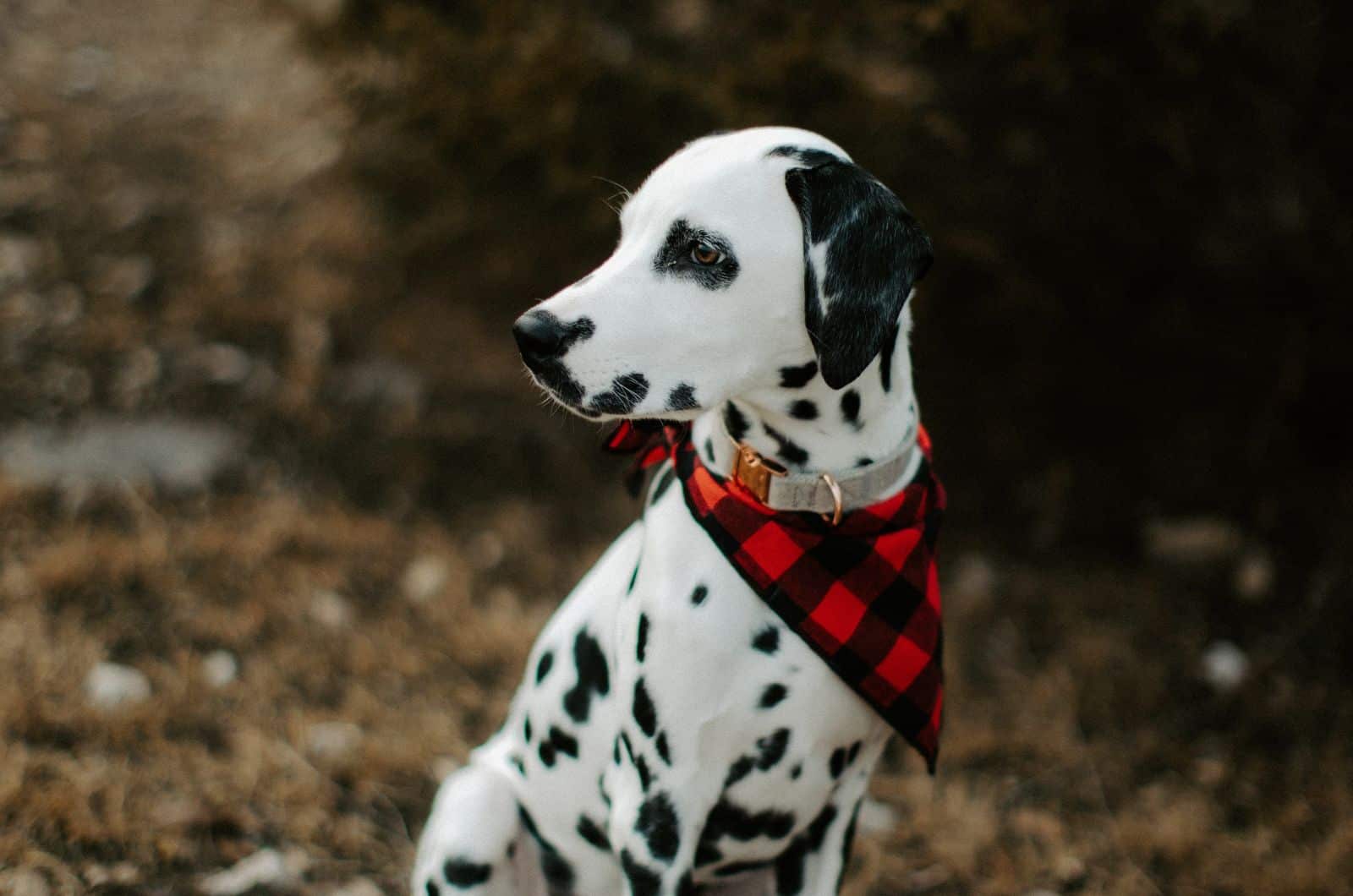 Top 6 Best Dalmatian Breeders In The UK