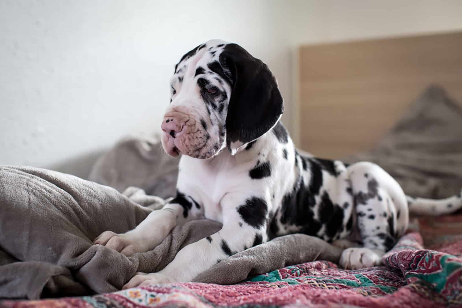 Top 6 Harlequin Great Dane Breeders That Don’t Joke