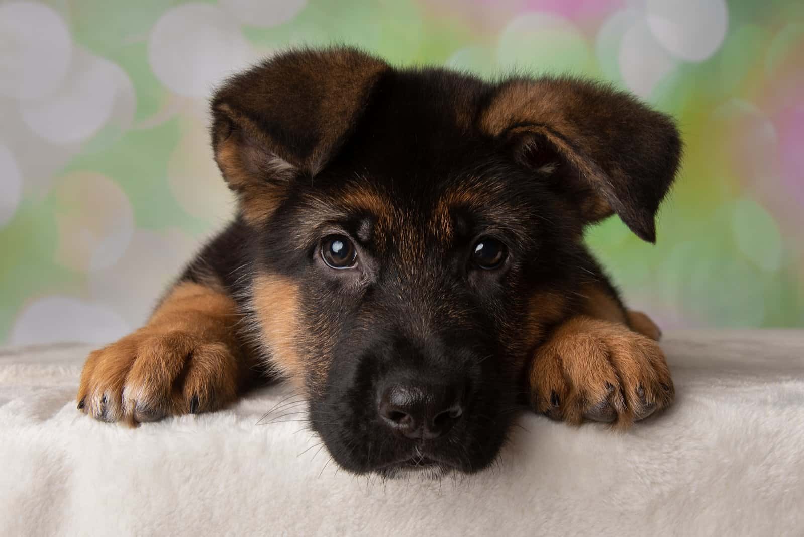 Top 7 German Shepherd Breeders In Alabama