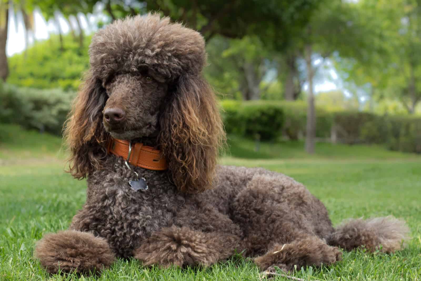 Top 8 Excellent Poodle Breeders In Florida