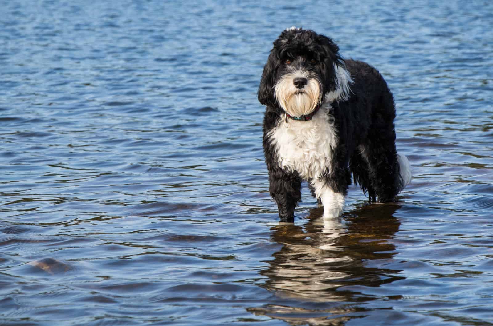 Top 8 Portuguese Water Dog Breeders In The USA And Canada