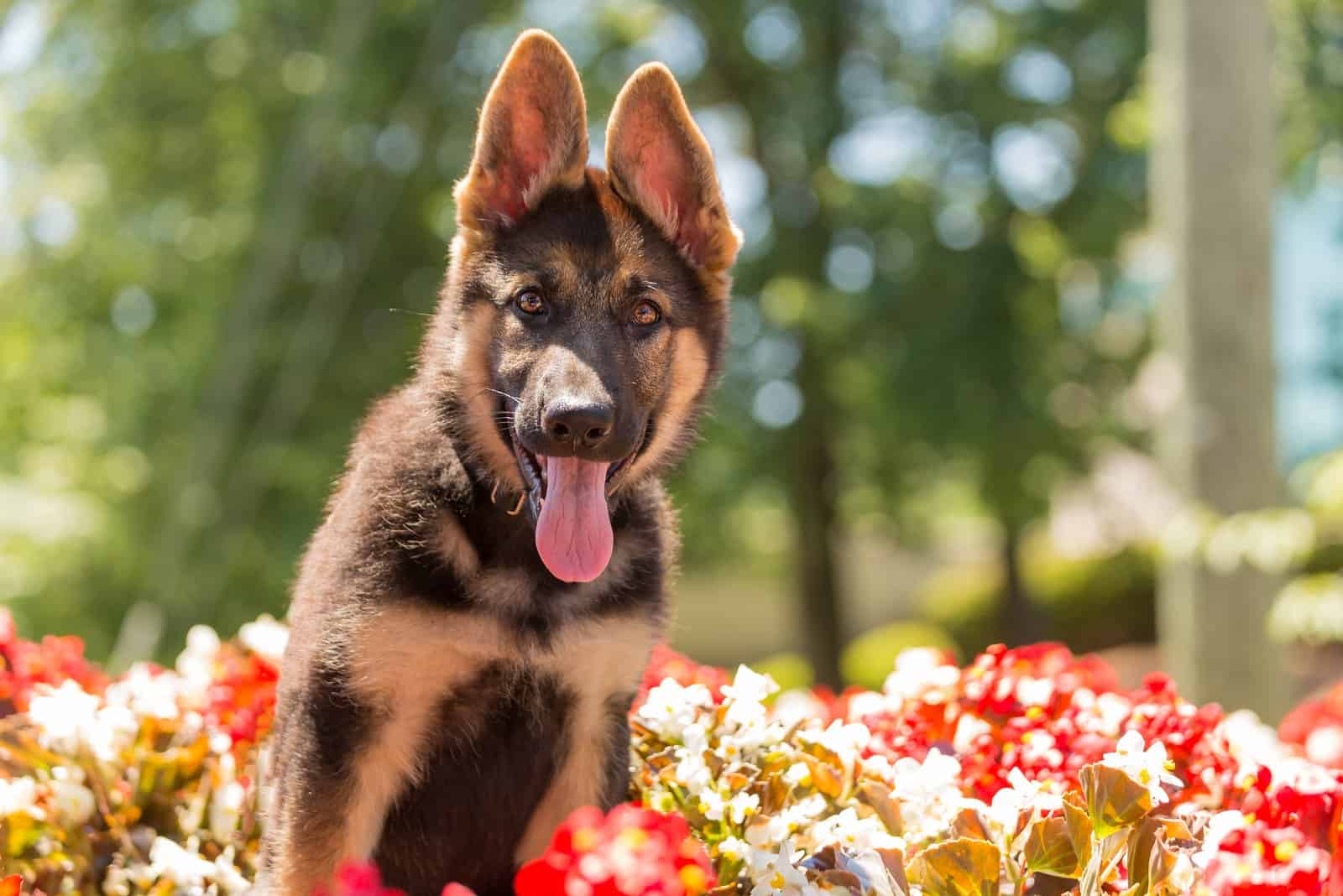 Top 8 Reliable German Shepherd Breeders In Virginia