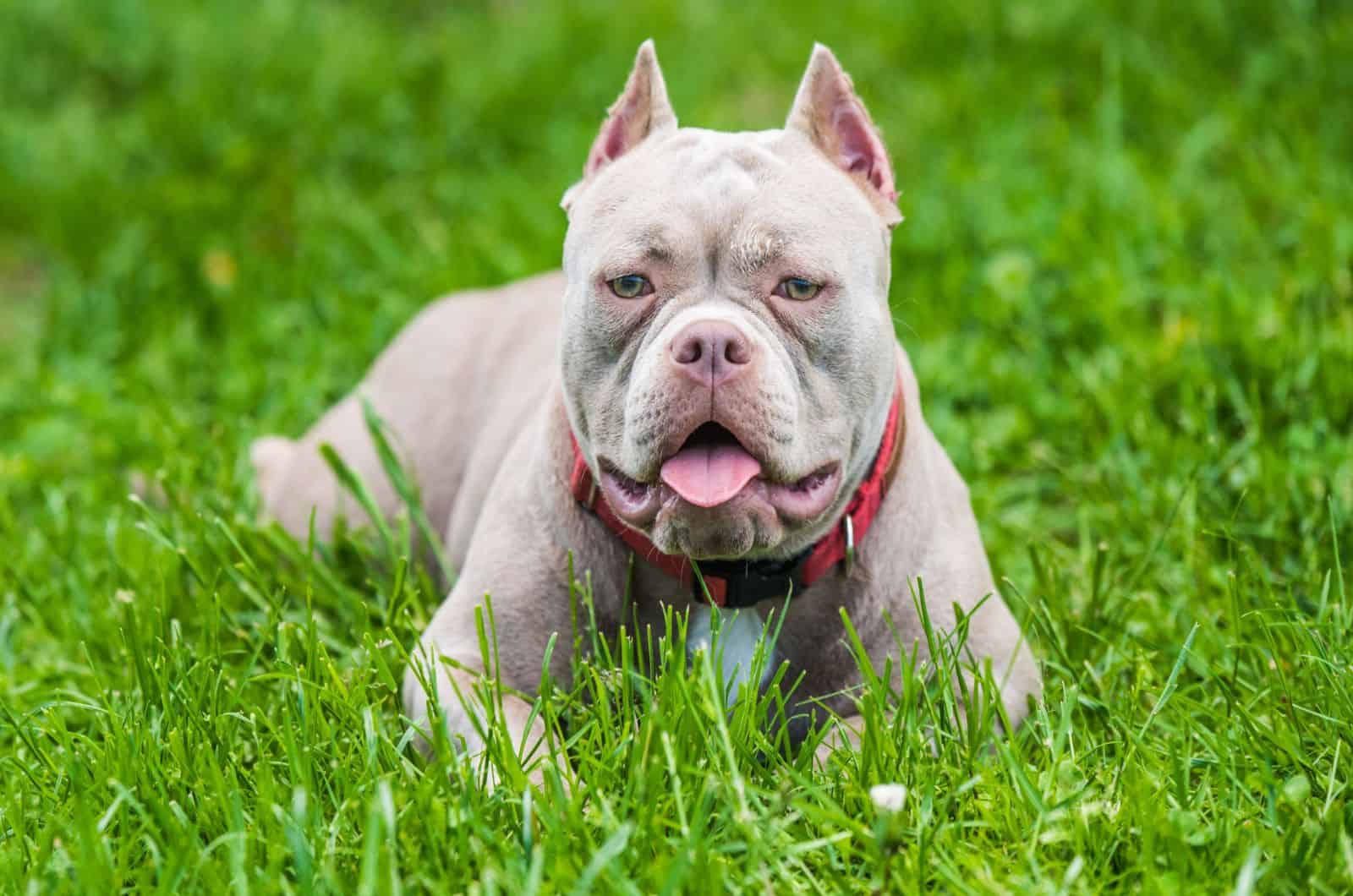 Pocket Bully Breeders: Top 9 Finest Picks