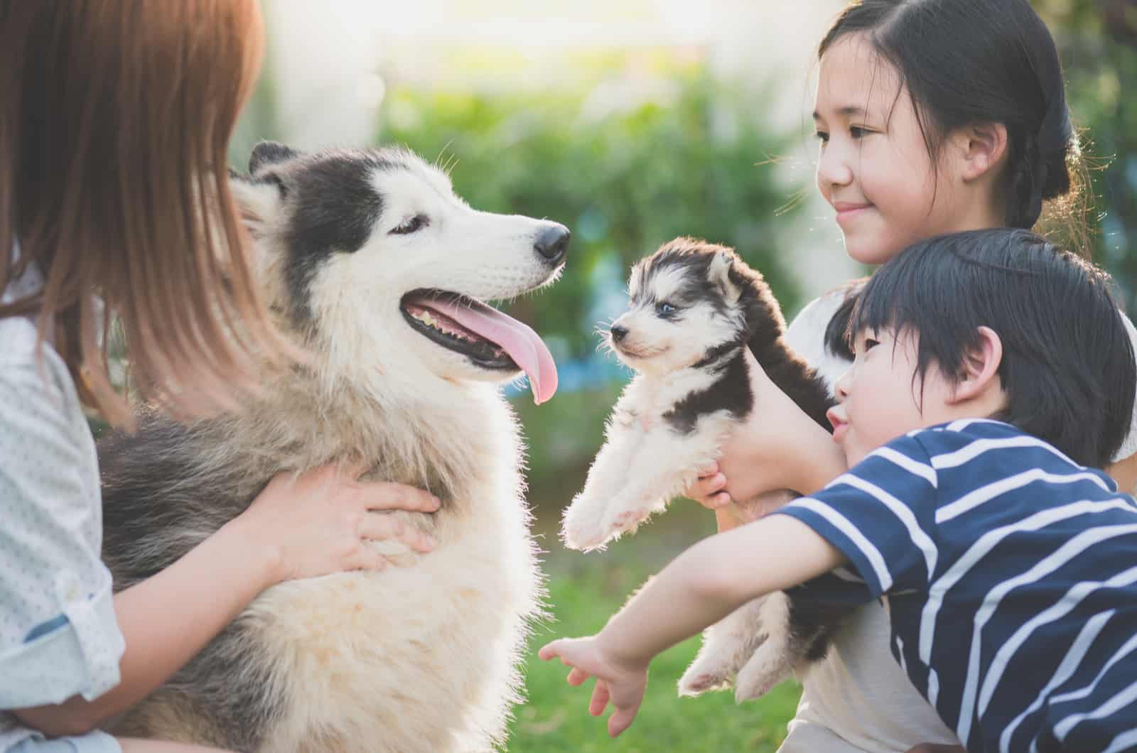 9 Siberian Husky Breeders: Finding Puppies Of Top-Quality