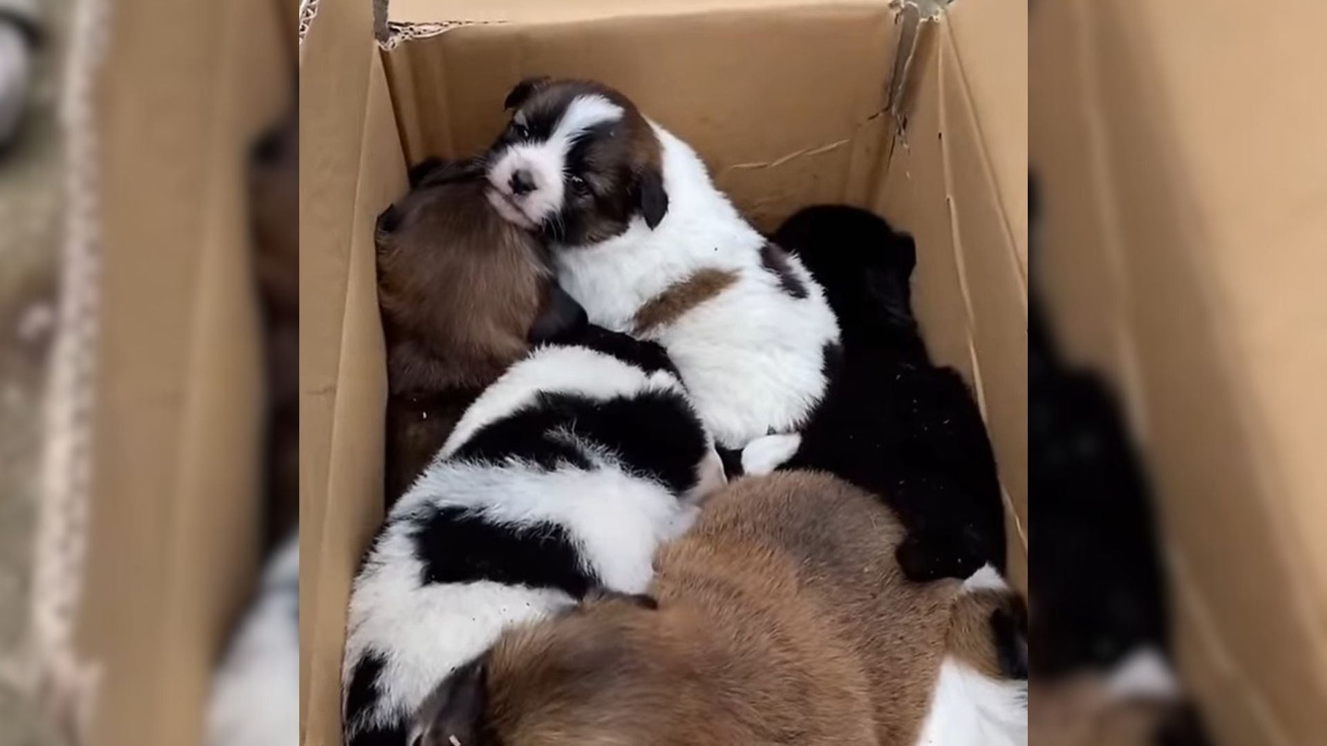 Tourists Heard A Strange Noise Coming From A Pile Of Rubble So They Went To Investigate It