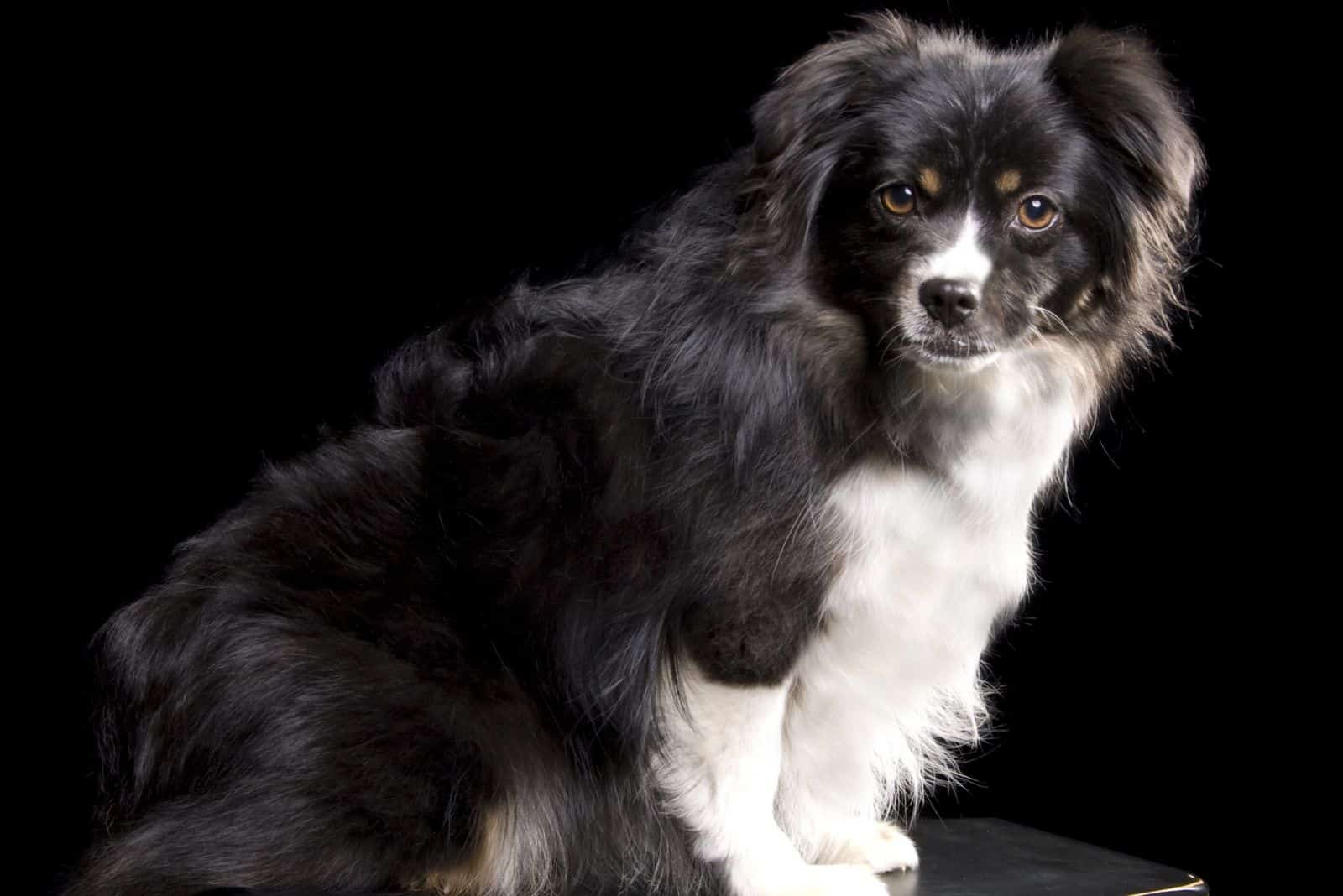 Toy Australian Shepherd sitting on a black Stool