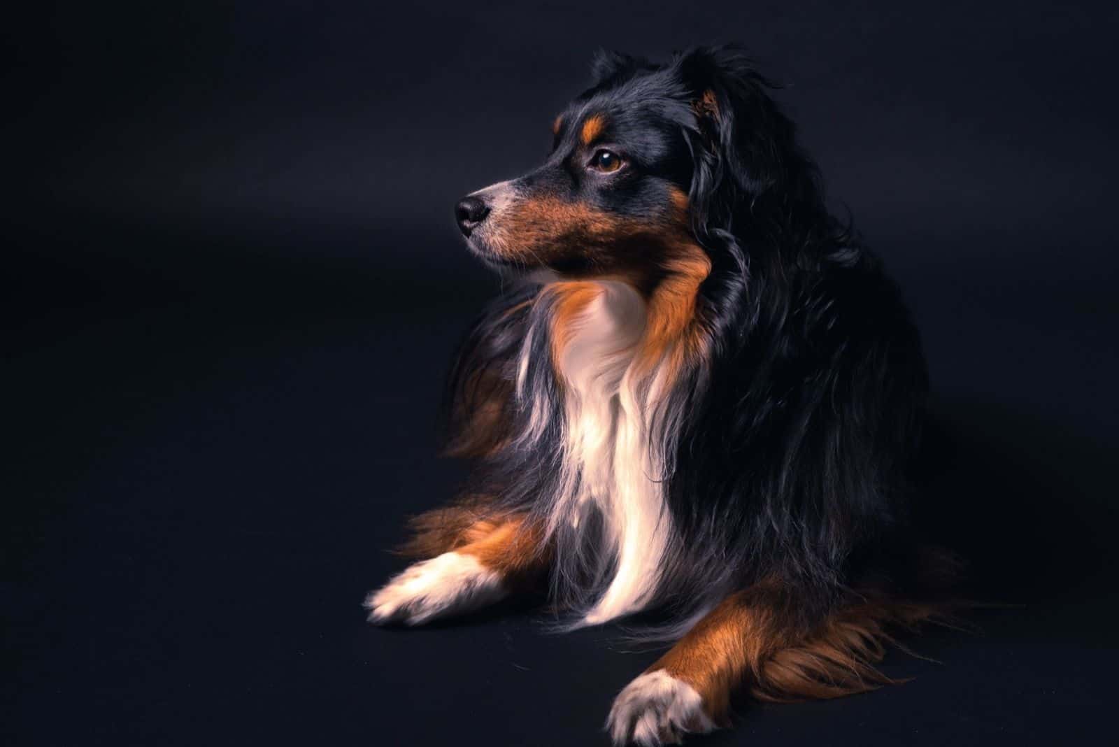 Toy Australian Shepherd dog with black background