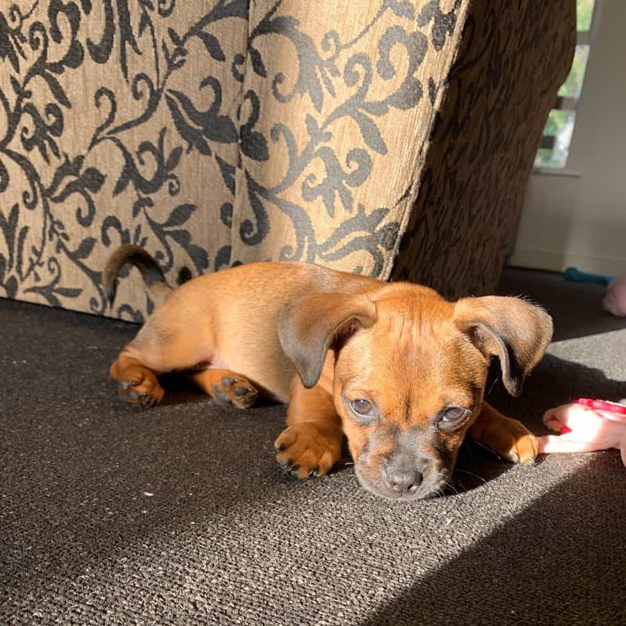 Toy Boxer puppy is lying down and resting