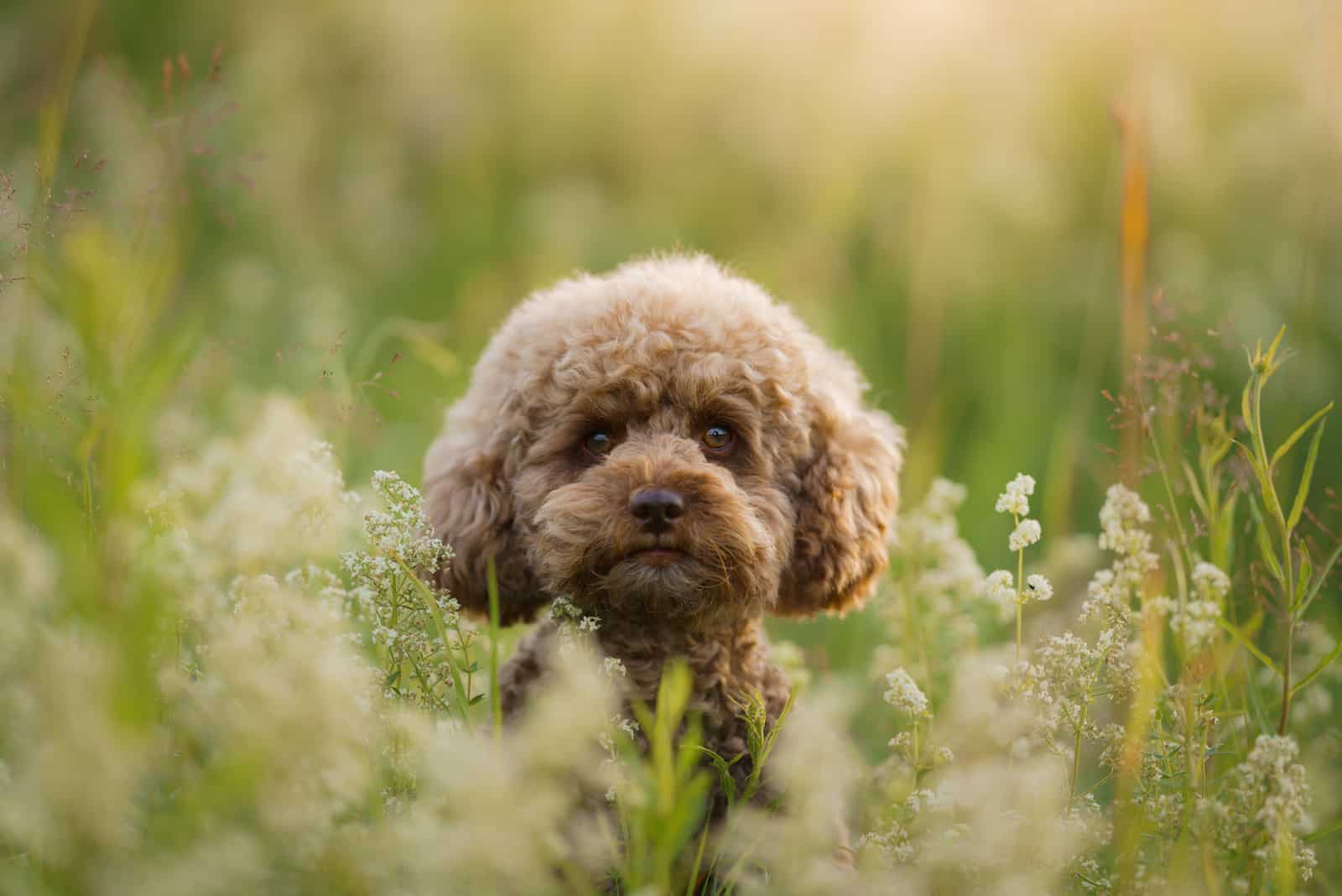 toy poodle in a field