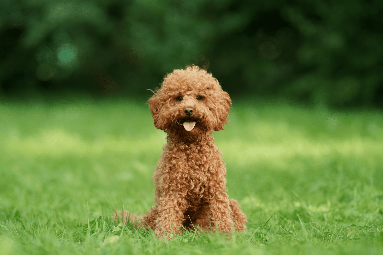 Toy Poodle is sitting on the grass