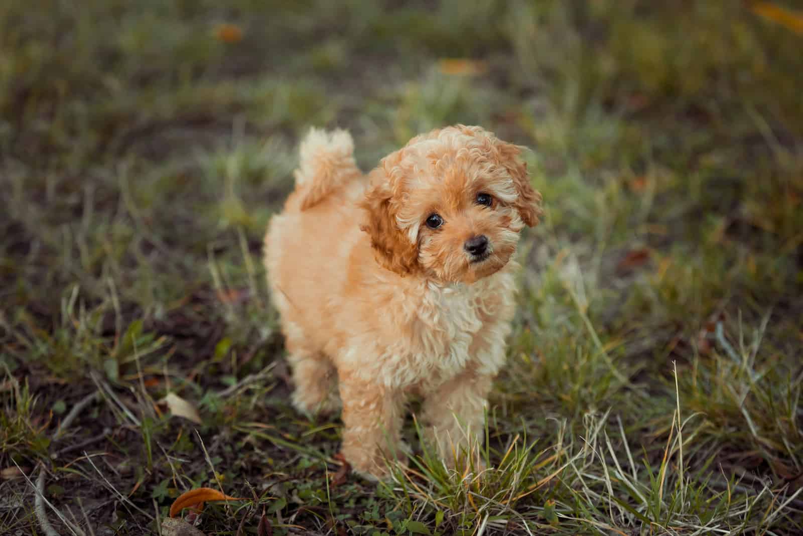 toy poodle puppy