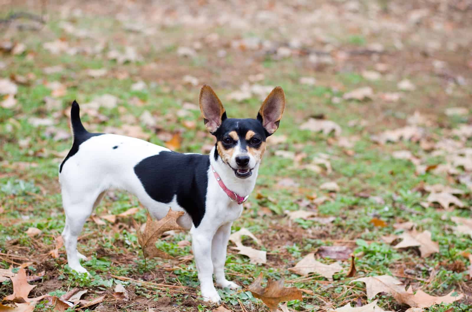 toy rat terrier dog