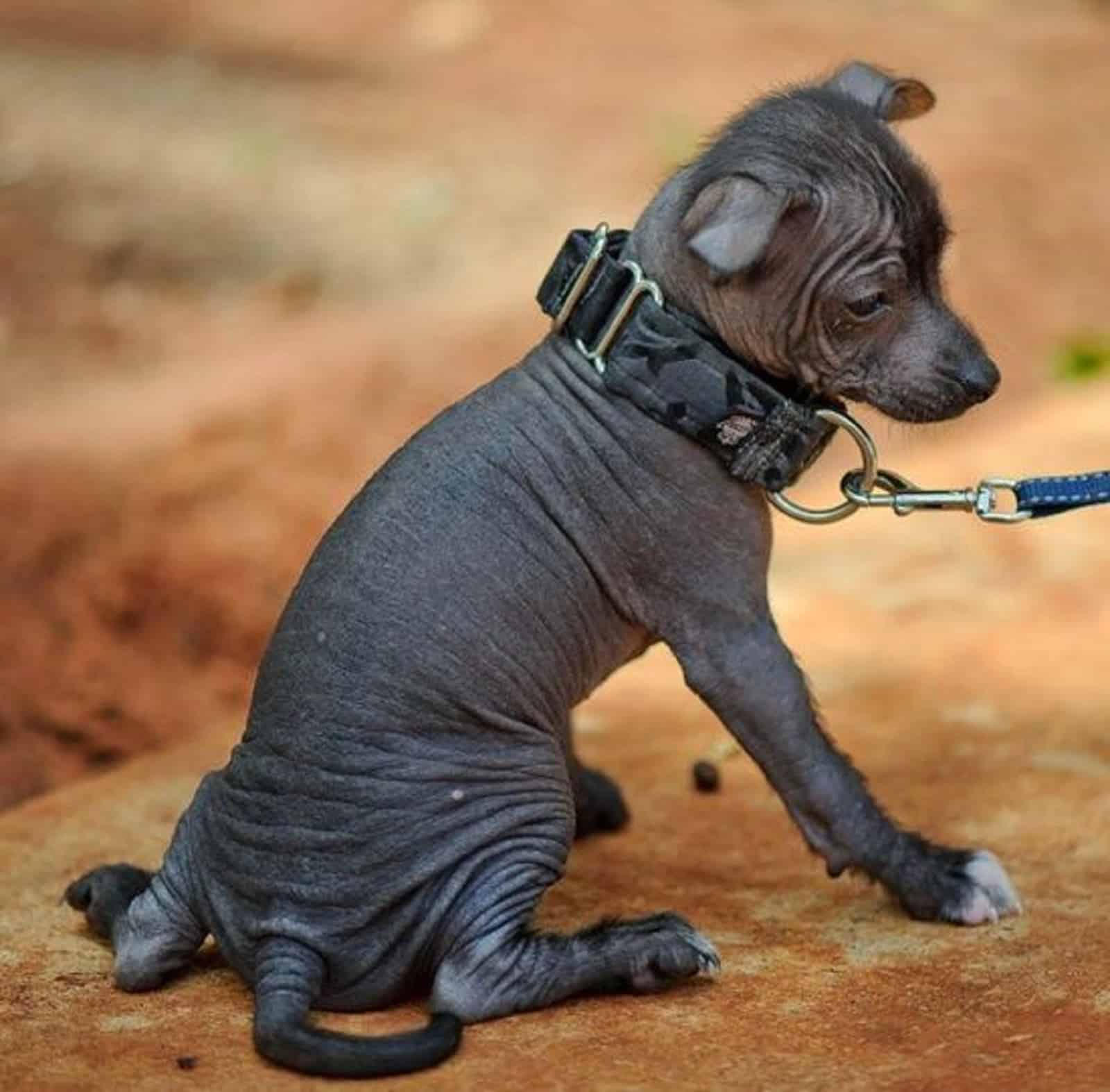 toy xoloitzcuintli sitting on the ground