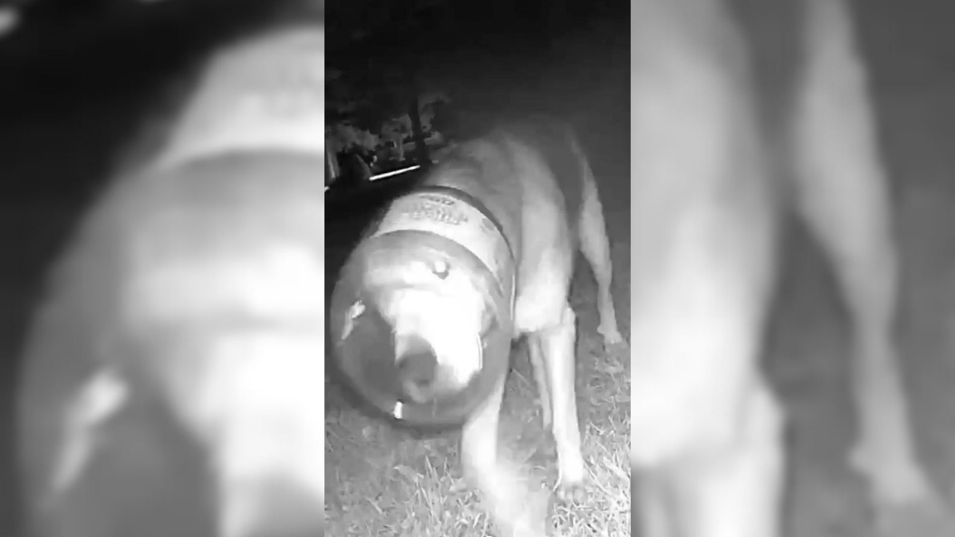 Rescuers Spend 3 Days Trying To Track Stray Dog Who Stuck His Head Inside A Jar