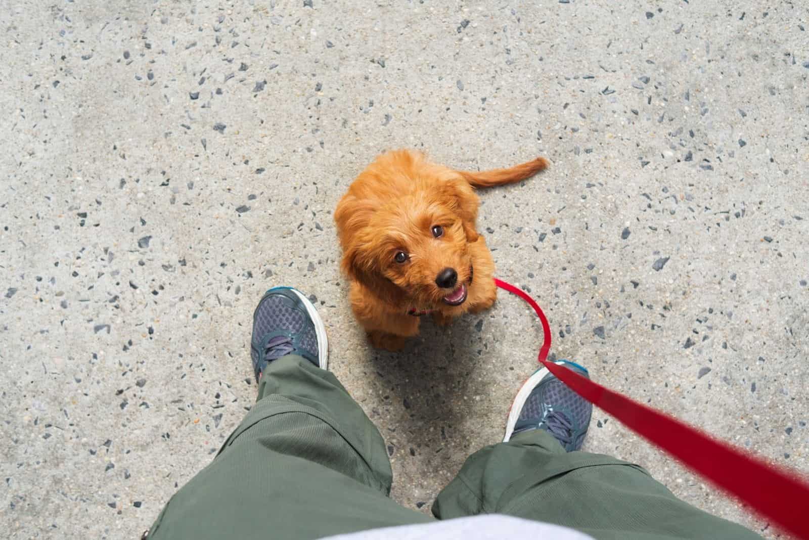 training a goldendoodle on the floor near the camera person