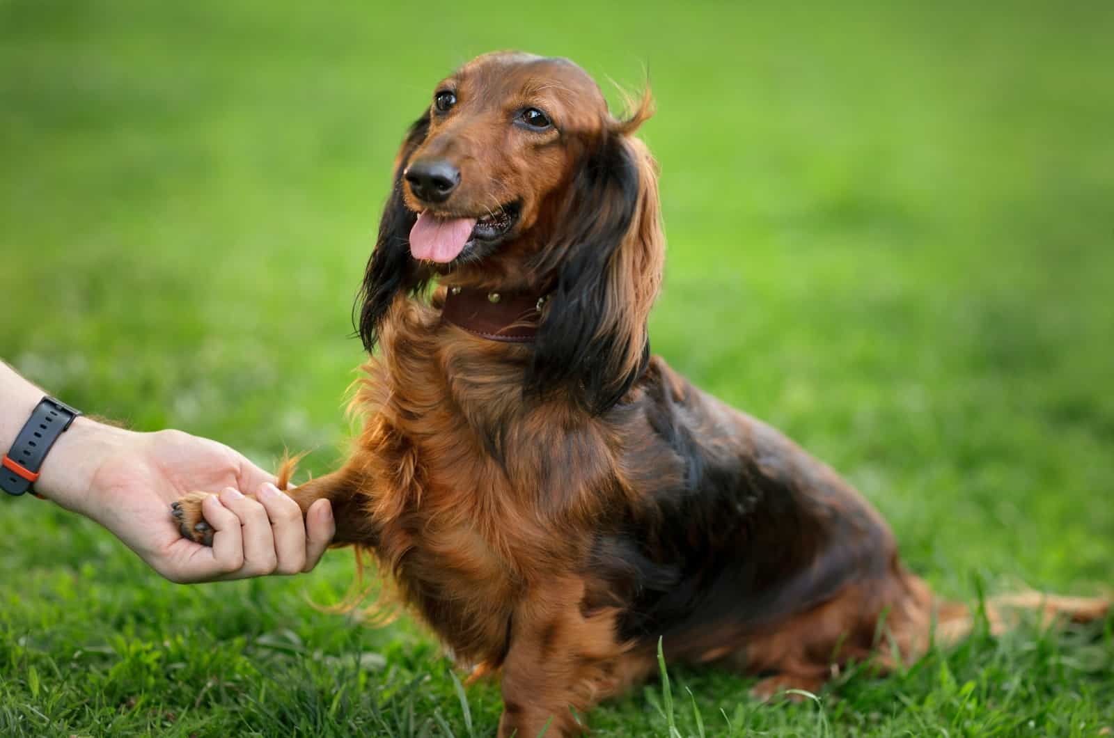 training Dachshund