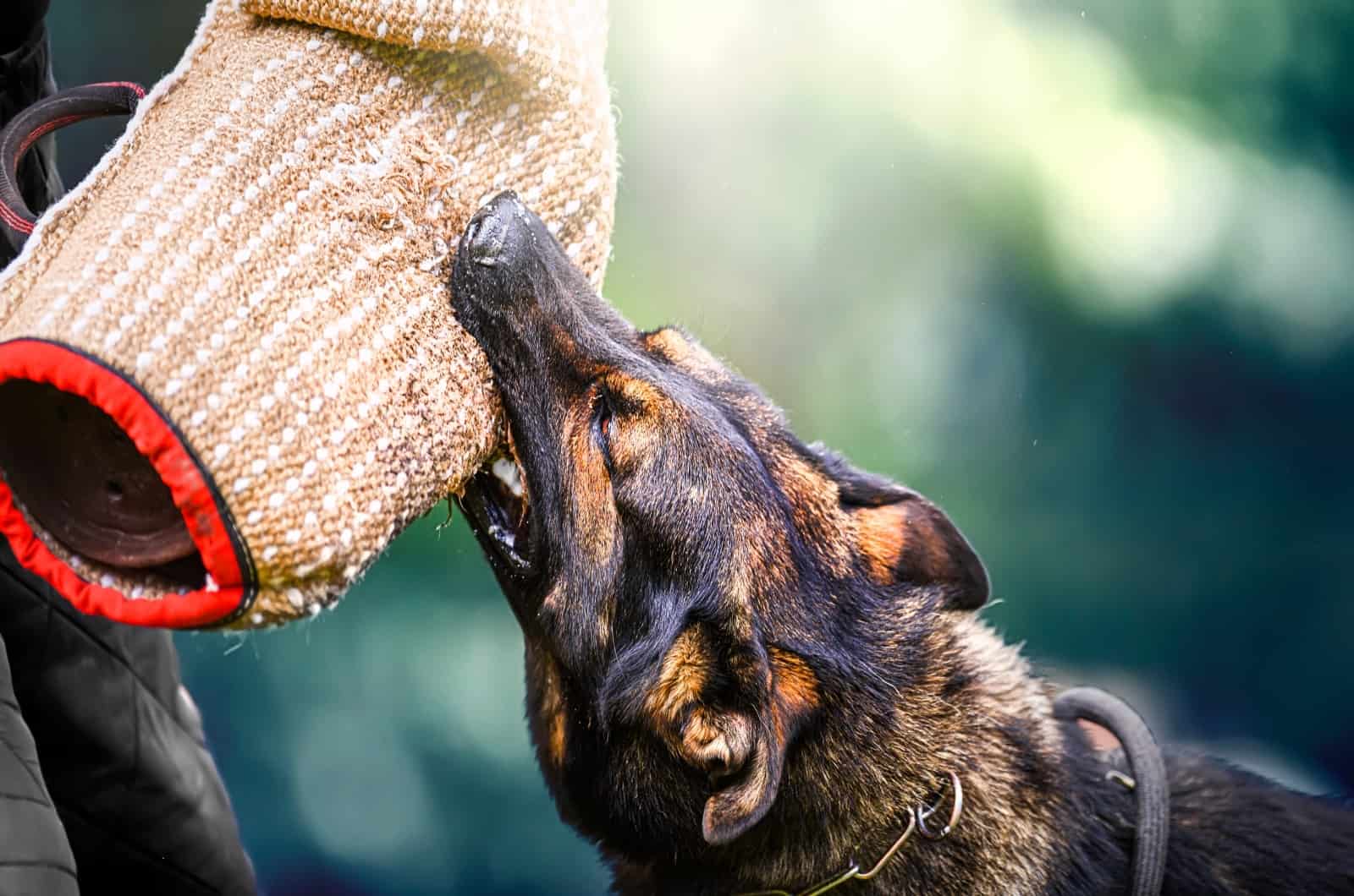 training German Shepherd