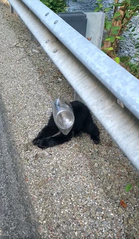 trapped animal on the side of the road in a plastic container