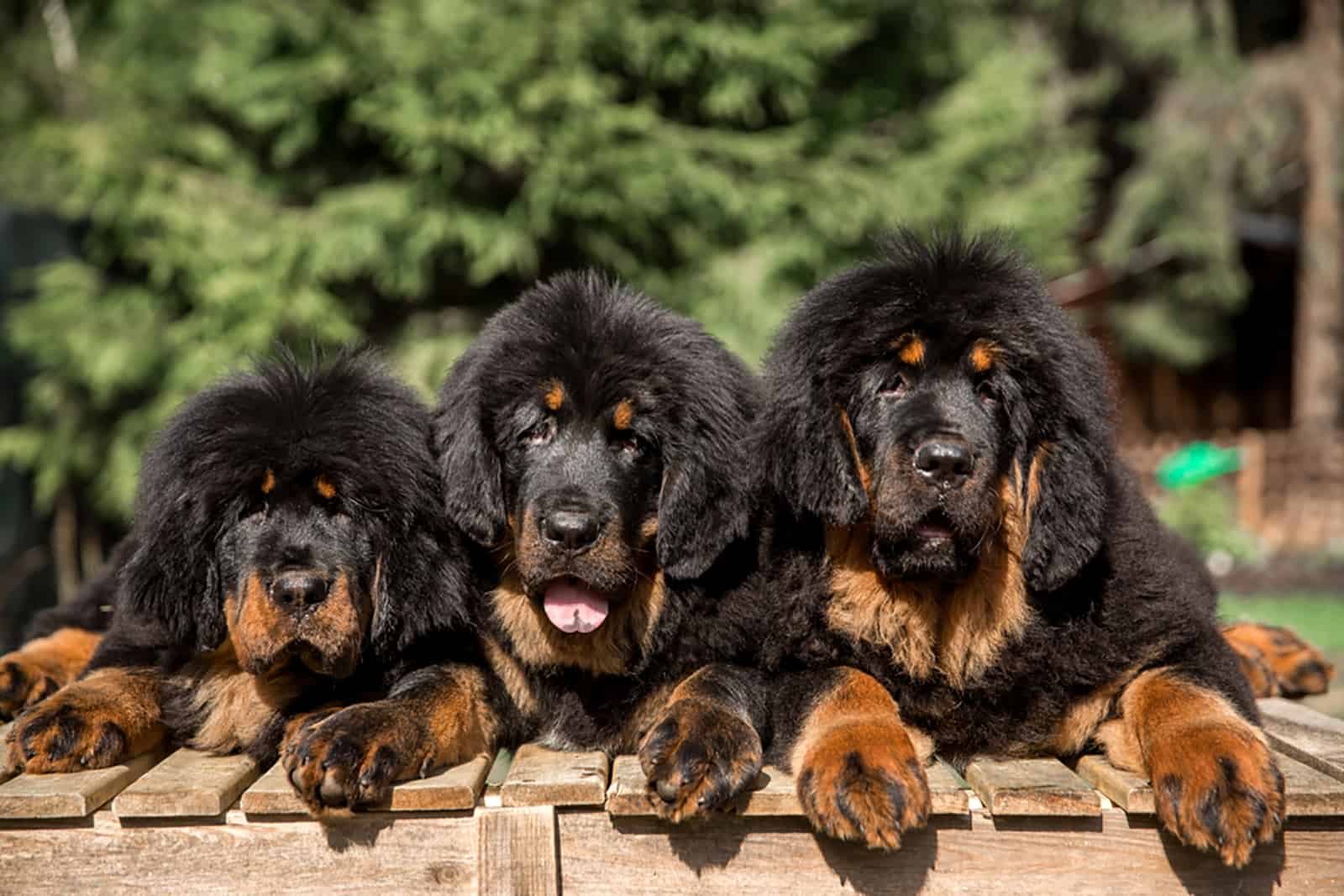 tree tibetan mastiff puppies lying on the board