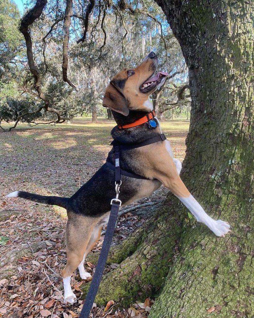 treeing walker coonhound beagle dog playing in the park