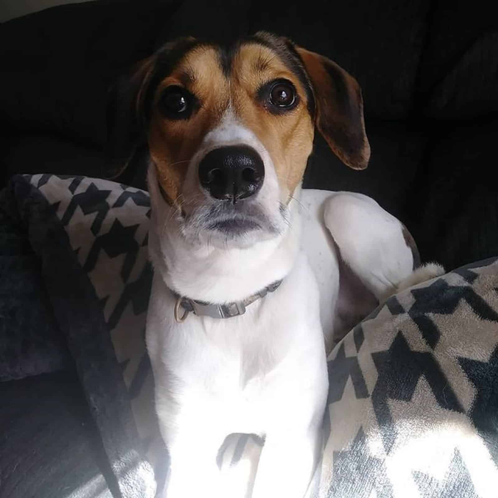 treeing walker coonhound beagle mix lying on the couch