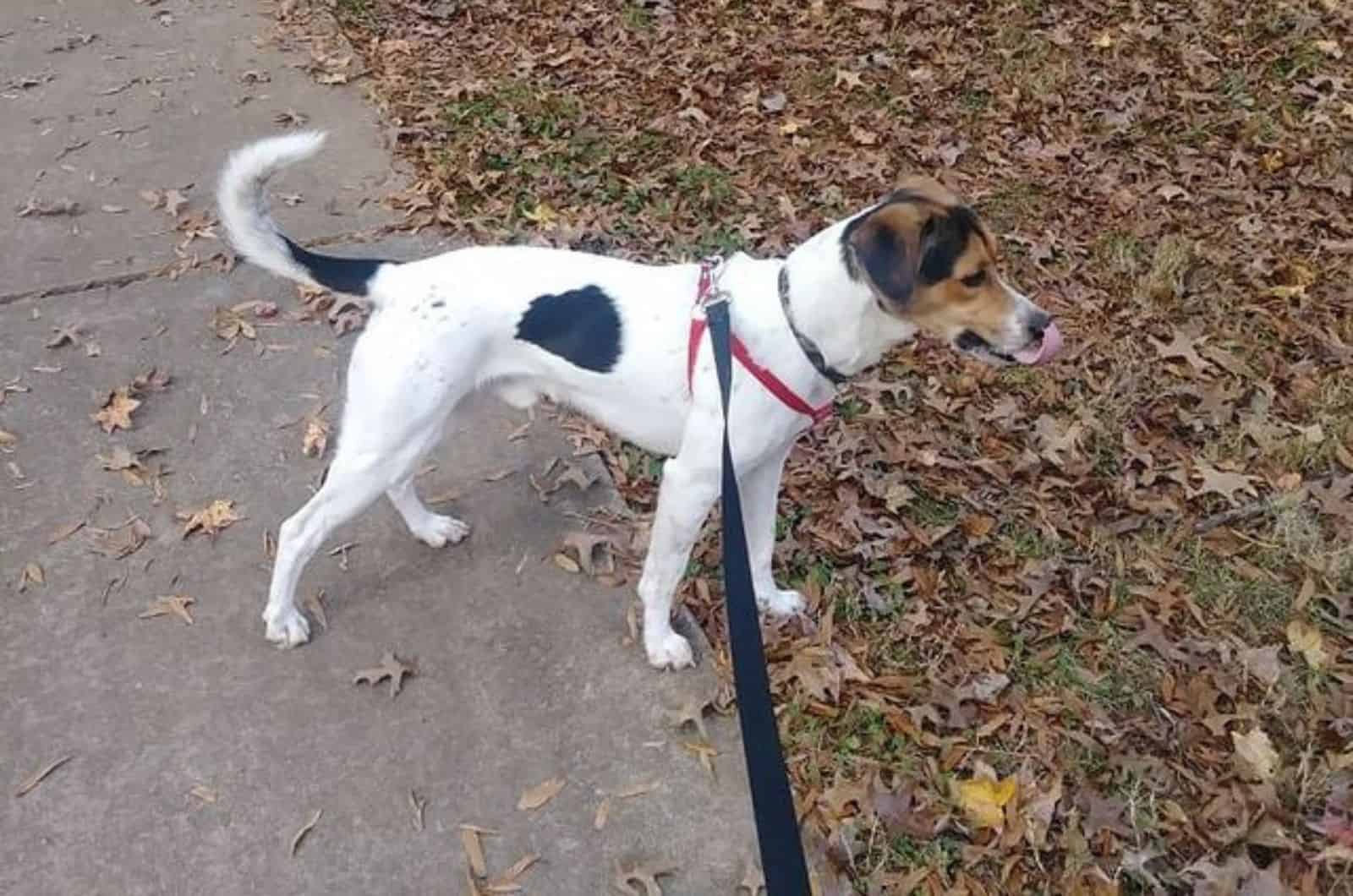 treeing walker coonhound beagle on a leash walking in the park