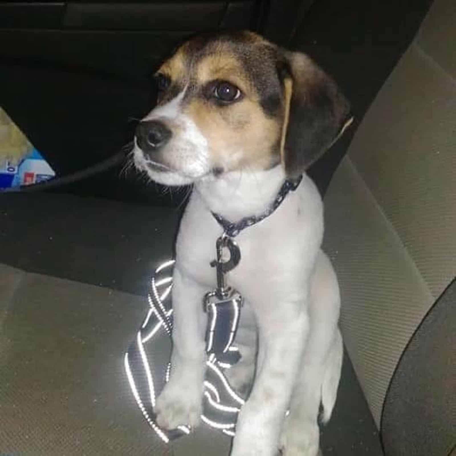 treeing walker coonhound beagle puppy in the car