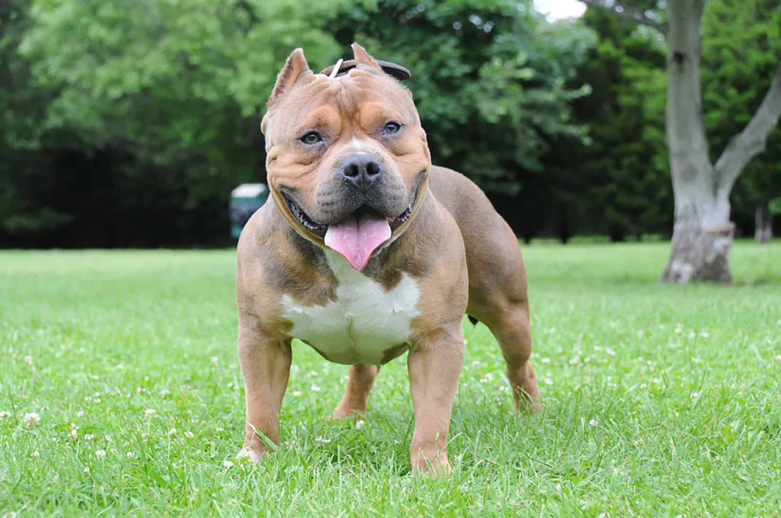 tri color bully dog in the park