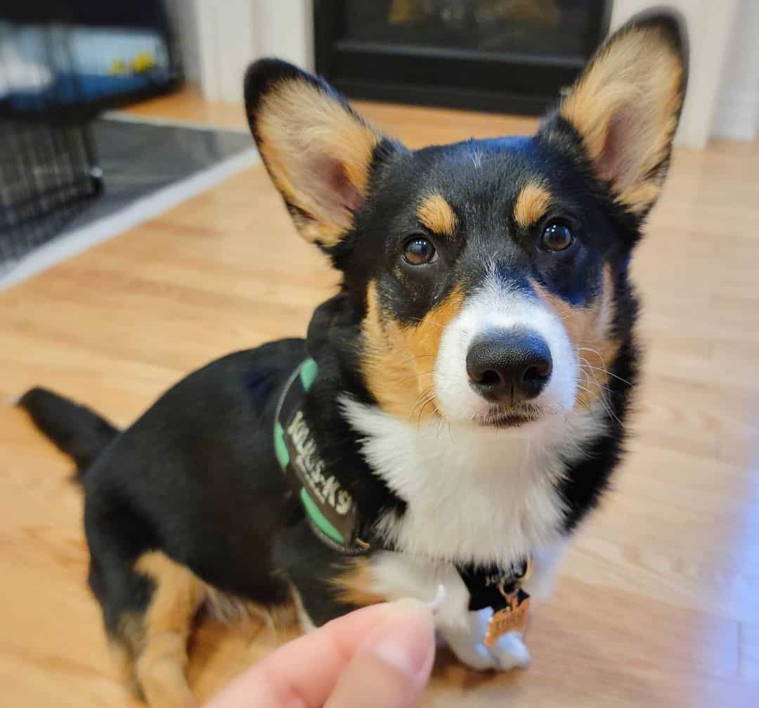 adorable tri-color Corgi in the house