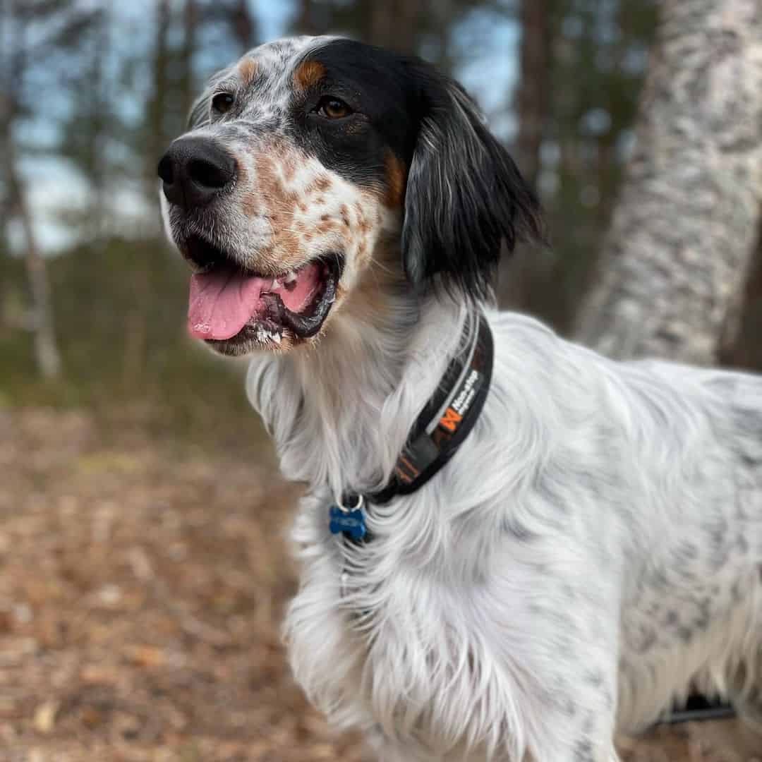 tri color english setter dog