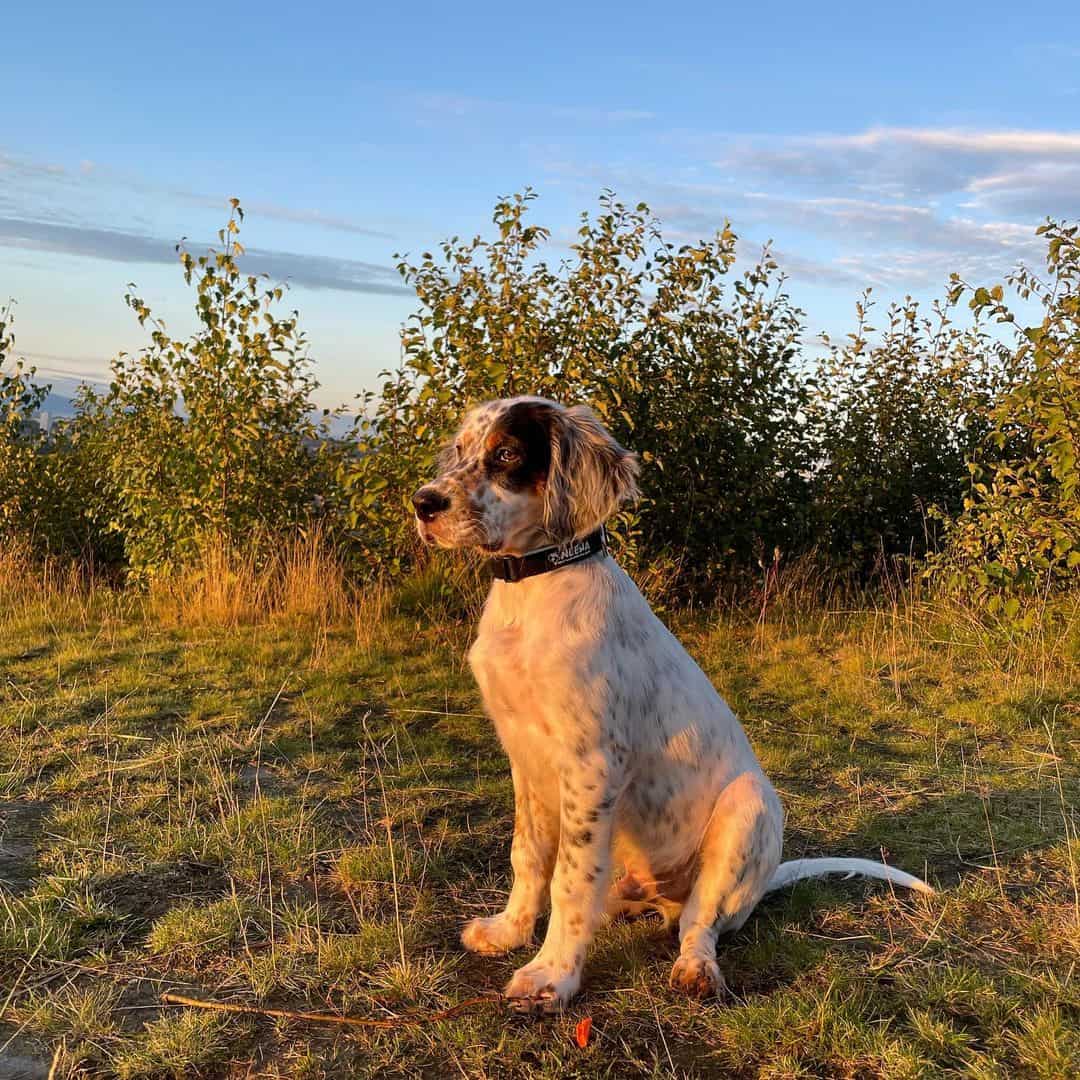 tri color english setter puppy